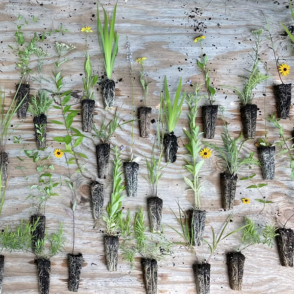 Plant Community