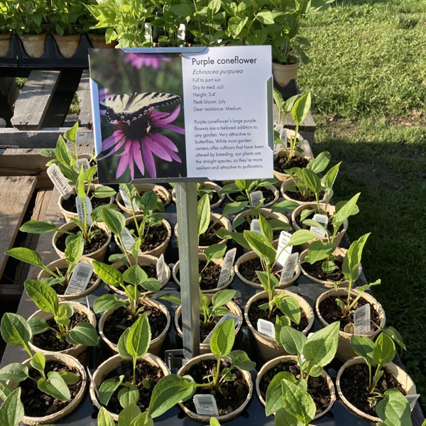 Meadow City Native Plant Nursery