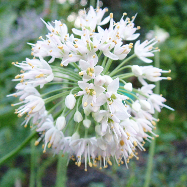 Nodding Onion Gardens