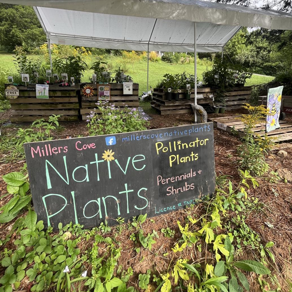 Millers Cove Native Plants