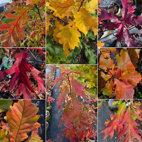 Oakland Farm Trees