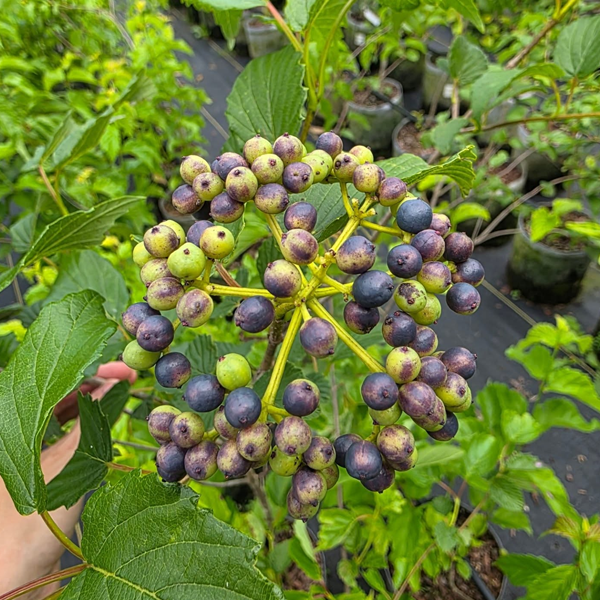 Oakland Farm Trees
