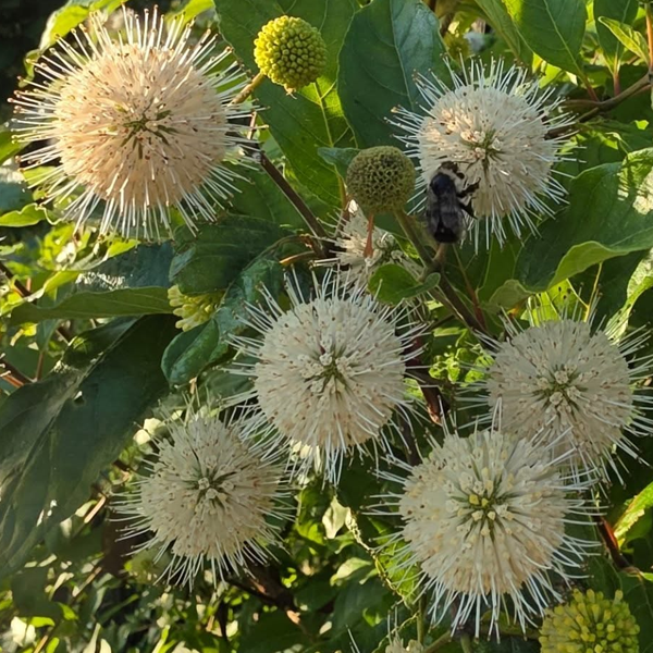 Oakland Farm Trees