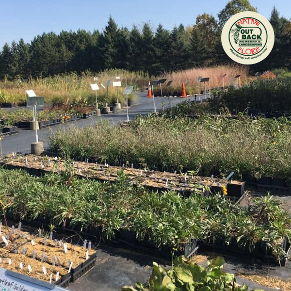 Out Back Nursery and Landscaping