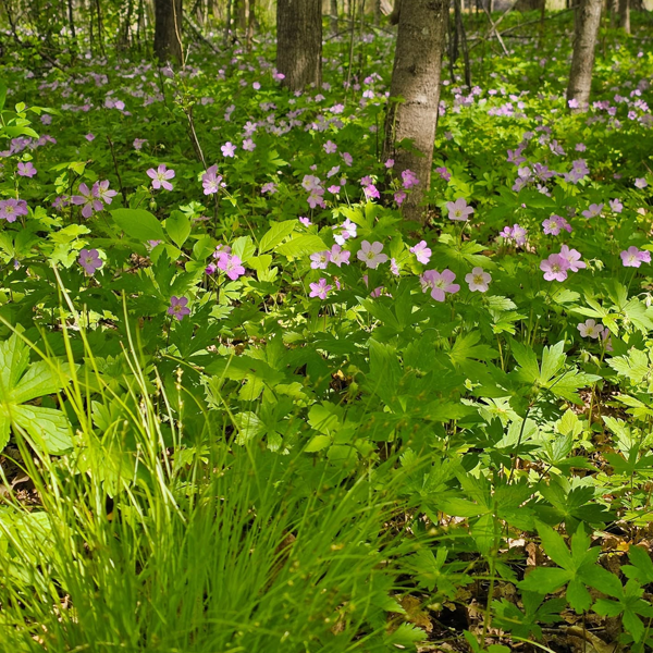 Three Springs Native Nursery