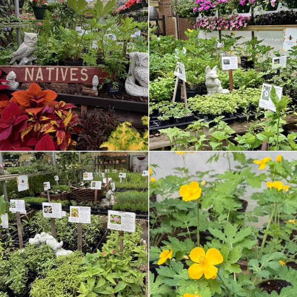 Bernacchi's Oak Valley Greenhouses