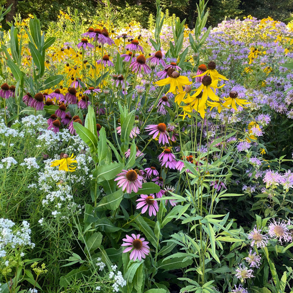 Keystone Flora
