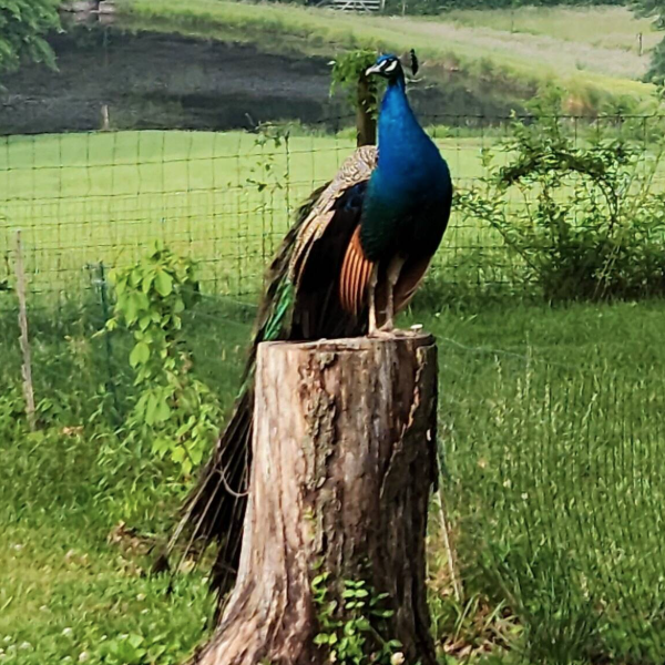Peacock Valley Nursery & Farm LLC