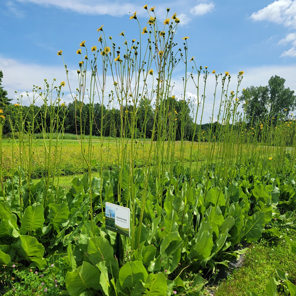 Michigan Wildflower Farm