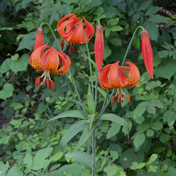 Wild Ginger Woodlands