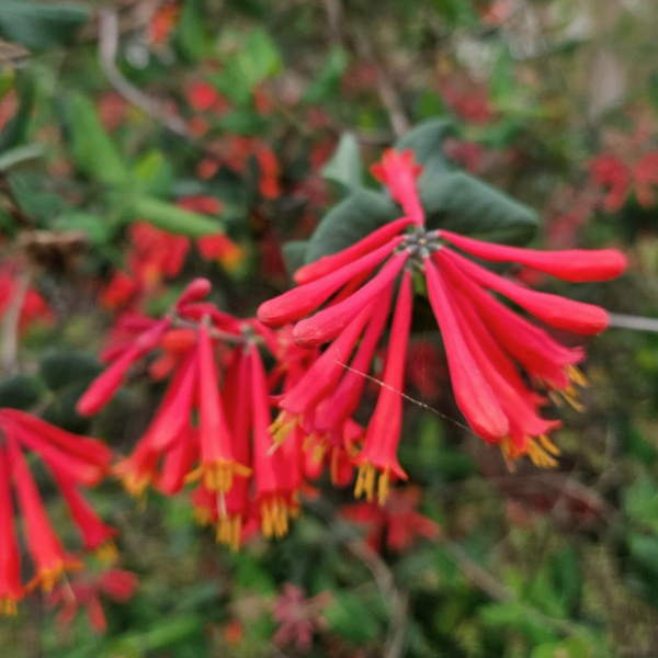 Recreative Natives
