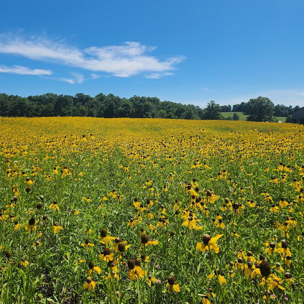 Roundstone Native Seed