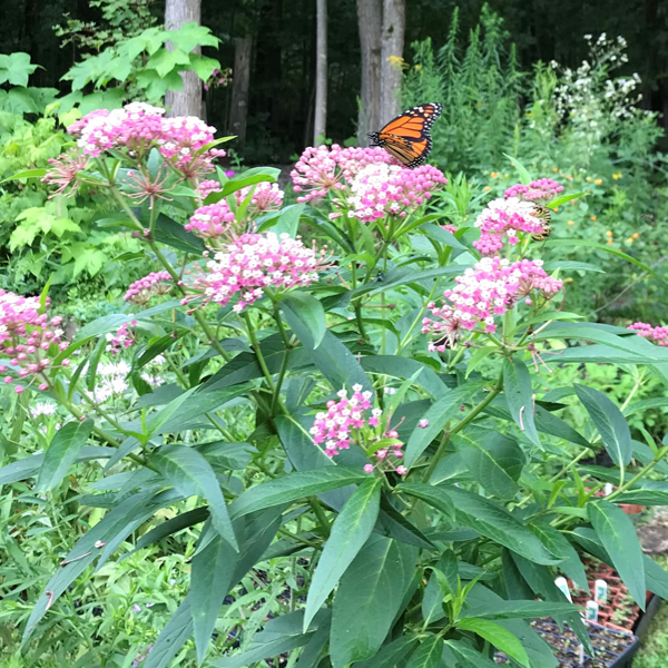 Amanda's Native Garden Perennial Nursery