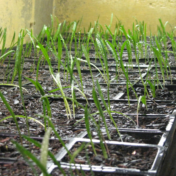 Red Root Native Nursery