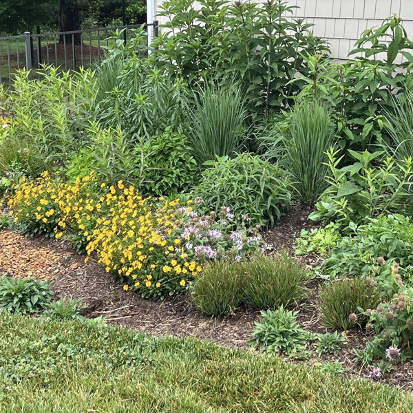 Jerilyn's Native Plants of the Piedmont
