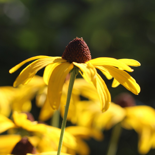 Toadshade Wildflower Farm