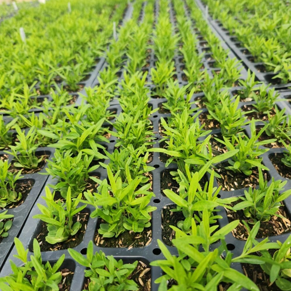 Mid-Atlantic Native Plant Farm