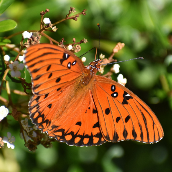 Native Plants to the People